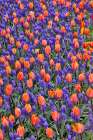 USA, Washington State, Skagit Valley. Garden display with tulips and grape hyacinth Art Print